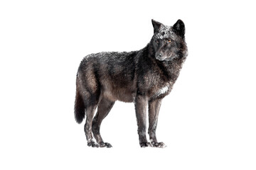 canadian wolf isolated on white background