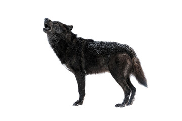 canadian howling wolf isolated on white background © fotomaster