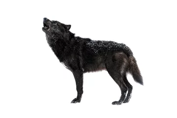 Foto op Canvas canadian howling wolf isolated on white background © fotomaster