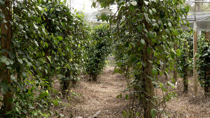 The pepper tree that is made in the shop makes the pepper tree grow along the pole.