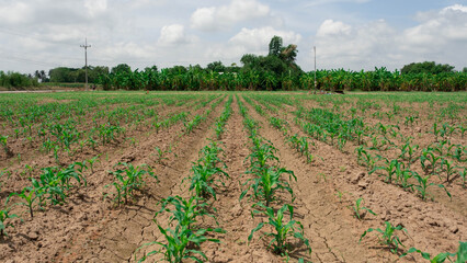 Fototapeta na wymiar and then the corn ditch that shows the corn stalks that have disappeared because they are not growing