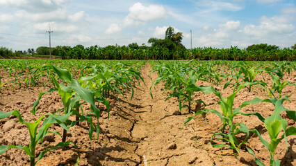 Fototapeta na wymiar Corn sprouts on a furrowed ground