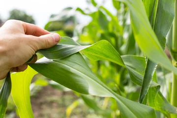 Fotobehang Checking corn field. Agronomist hand on a field. Corn growing technology. © Serjik Ahkhundov