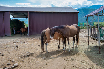 horse and foal in a farm