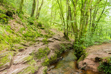 Fototapeta premium Brocéliande