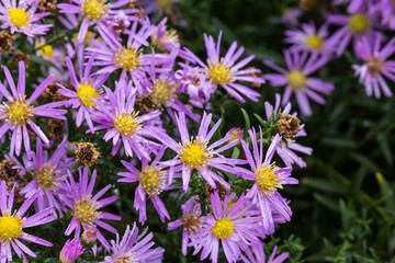 Obraz premium Beautiful Chrysanthemums flowers blooming in garden at spring day