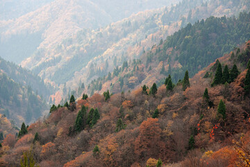 Naklejka premium 上高地の紅葉