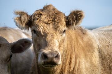 Cows eating grass in Australia. 