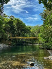 bridge over river in the forest