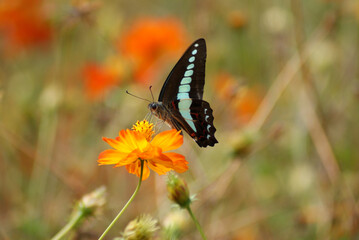 Common Bluebottle Butterfly Drinking Nectar from Orange and Yellow Color Cosmos