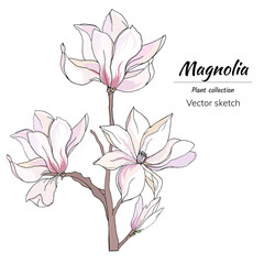 Hand-drawn branch with magnolia flowers, pink flowers on a white background. Vector floral illustration.