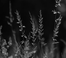 dzika łąka, trawy © Colorful Soul