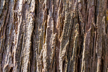 Obraz premium Textures of the trunk bark of a Cypress (Cupressus lusitanica)
