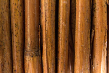dry bamboo texture with a large size that in bamboo forest. details of the dry bamboo skin. bamboo background.