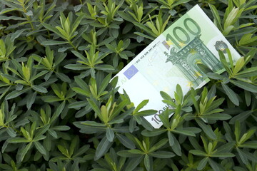 Euros in the grass on the lawn. Green money on green background