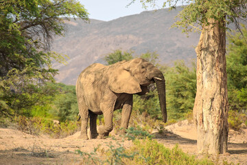 Fototapeta na wymiar african elephant (Loxodonta africana) standing between trees