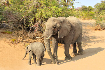 Fototapeta na wymiar elephant cow and her calf in the african savanna