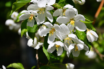Apple Flowers White Color spring after rain 