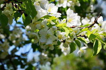 Apple Flowers White Color spring after rain 