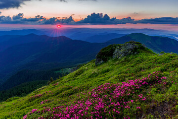 Naklejka na ściany i meble Magical summer dawn in the Carpathian mountains with blooming red rhododendron flowers. Picturesque summer sunset in the mountains with rhododendron flowers.Vibrant photo wallpaper.