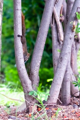 Squirrels can live in harmony in nature