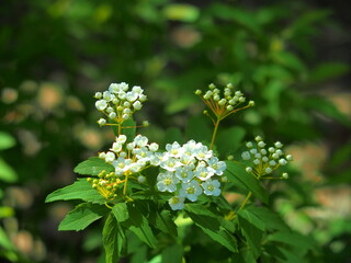 朝の公園に咲くコデマリの花