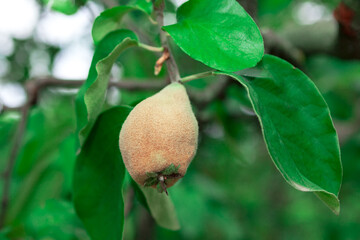 Quince on a branch