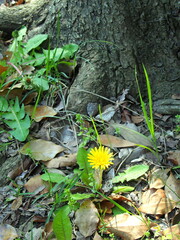 古木の根元の落ち葉の中に咲く蒲公英
