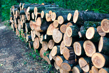 Pile Of Wood Logs In The Forest 