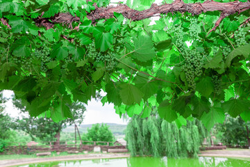 Green grapes on the vine . Idyllic rustic scene with winery 