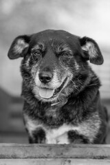 Portrait of an Australian kelpie working dog in Casterton. 