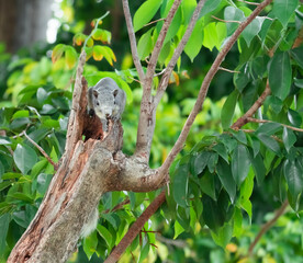 Squirrels can live in harmony in nature