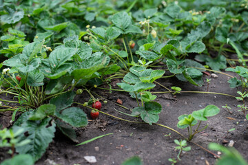 Strawberries, Harvest strawberries. Strawberry bushes with berries. propagation of strawberries with a mustache