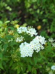 朝の公園に咲くコデマリの花