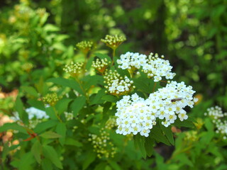 朝の公園に咲くコデマリの花