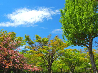 4月の若葉の公園の木々と青空
