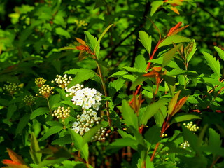 朝の公園に咲くコデマリの花