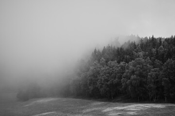 Obraz na płótnie Canvas foggy forest