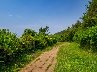 Fototapeta na wymiar Well-maintained path in a mountain with fresh green (Mt.Yahiko, Yahiko, Niigata, Japan)