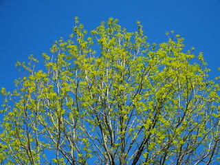 春の若葉のユリノキと青空