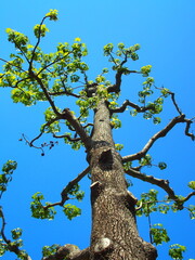 春の若葉のユリノキと青空