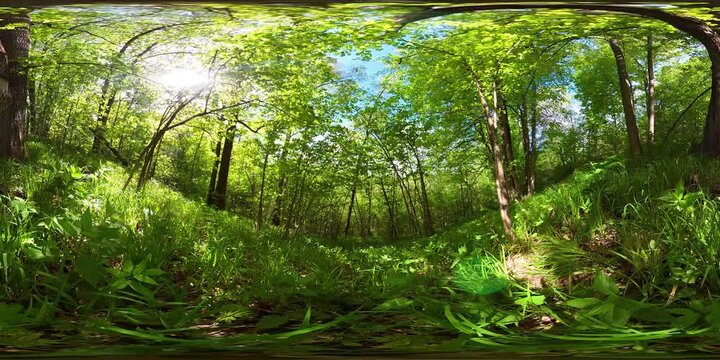 Beautiful pristine forest with green trees, lush vegetation. Virtual Reality 360.
