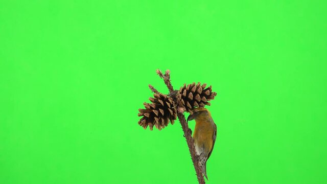 female yellow crossbill pecks the seeds of the cone, male red crossbill arrives and attacks, green screen, natural sound