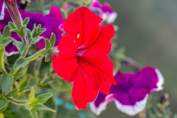 Beautiful red petunia on a green background close-up.