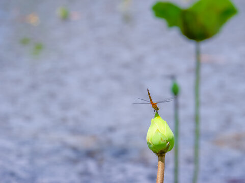 Different ways of life of dragonflies in nature