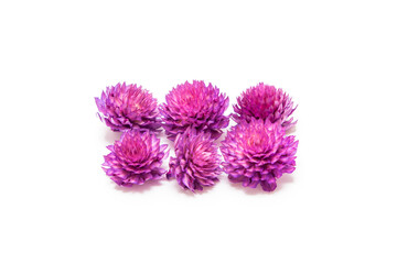 Dried flowers of different shades on a white background