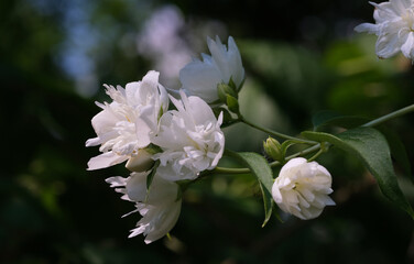 piękny biały kwia