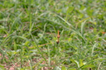 Different ways of life of dragonflies in nature