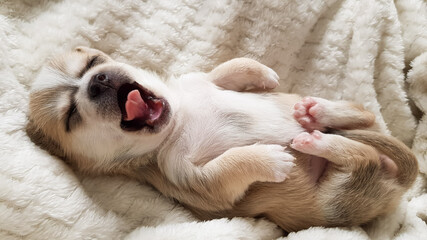 a cute little white puppy is yawning. the chihuahua is asleep