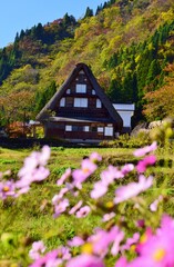 Fototapeta premium 世界遺産 五箇山合掌造り集落 秋景